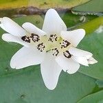 Aponogeton distachyos Flower