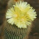 Parodia lenninghausii Flors