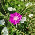 Knautia orientalis Λουλούδι