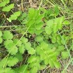 Pimpinella peregrina Лист