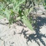 Ambrosia psilostachya Blad