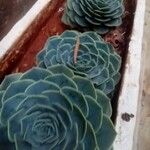 Echeveria secunda List