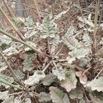 Eriogonum fasciculatum Ліст