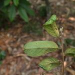 Baphia pubescens Φύλλο