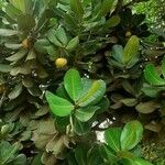 Calophyllum calaba برگ