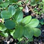 Vicia narbonensis Blad