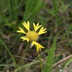 Gaillardia aestivalis Flor