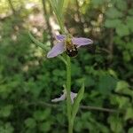 Ophrys apifera花