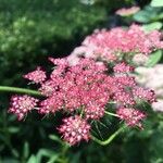 Pimpinella major花