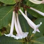 Rhododendron solitarium Flower