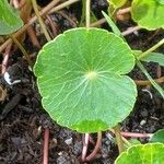Hydrocotyle bonariensis Frunză