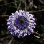 Globularia alypumVirág