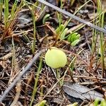 Vaccinium oxycoccos ഫലം