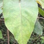 Solanum betaceum Leaf