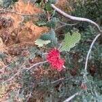 Quercus turbinella Flower