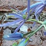 Camassia leichtlinii Cvet