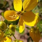 Senna macranthera Flower