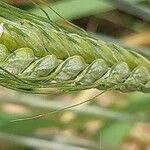 Triticum durum