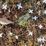 Houstonia caerulea Λουλούδι