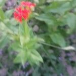 Silene chalcedonica Цветок