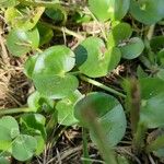 Heteranthera reniformis Leaf