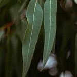Eucalyptus camaldulensis Leaf