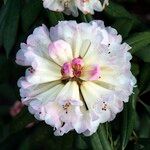 Rhododendron irroratum Flor