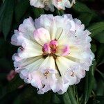 Rhododendron irroratum Цвят