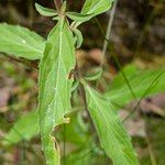 Epilobium lanceolatum Leaf