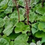 Petasites paradoxus Fruto