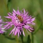 Centaurea nigrescensBlomst