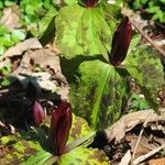 Trillium sessile Alkat (teljes növény)