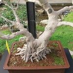 Ficus microcarpa Kôra