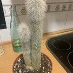 Cleistocactus strausii Habitus