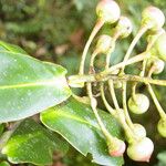 Schwartzia brenesii Hoja