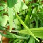 Cleome rutidosperma ഫലം