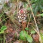 Pyrola minor Flower