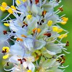 Libertia sessiliflora Flower