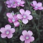 Linum viscosum Fiore