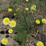 Malacothrix californica Агульны выгляд