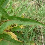 Rumex abyssinicus Hoja