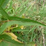 Rumex abyssinicus Frunză