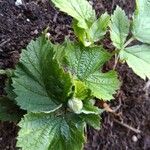 Rubus pruinosus Frunză