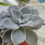 Graptopetalum paraguayenseBlatt