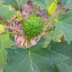 Datura stramoniumFruit