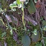 Antennaria parlinii Квітка