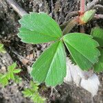 Fragaria chiloensis 葉