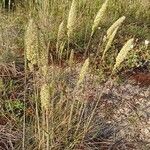 Koeleria macrantha Cvet