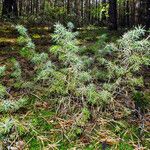 Juniperus rigida Habitus