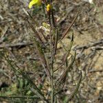 Brassica fruticulosa Fruto